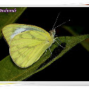 Common Gull Butterfly