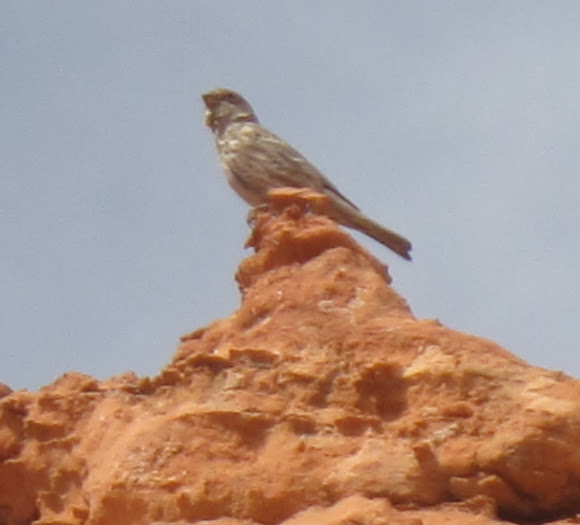Spotting Image 1