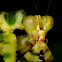 mantis