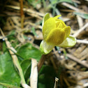 Lesser Celandine