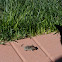 Common House Mouse