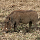 Warthog