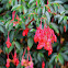 Begonia