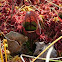 Purple Pitcher Plant