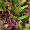 Orquidea