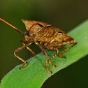 Coreus marginatus