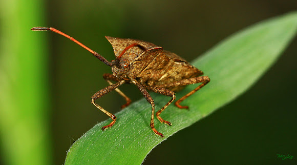 Spotting Image 1