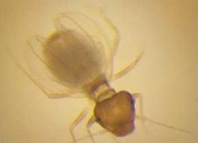 new species of boklice from grand canyon