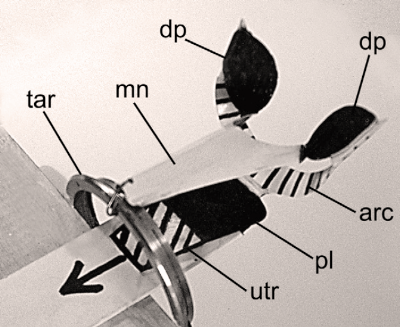 model of pretarsus