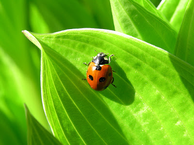 7-spotted ladybird beetle on leaf