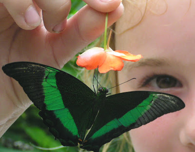 girl holding flower with butterfly