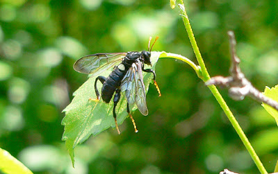 elm sawfly on a leaf