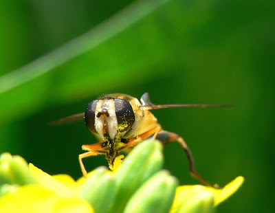 fly with pollen on its head