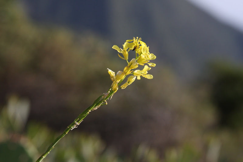 IMAGE: http://lh6.ggpht.com/ncwilde43/SB02kFL40vI/AAAAAAAAyik/LE8ThjBxmSk/IMG_0127.JPG?imgmax=800