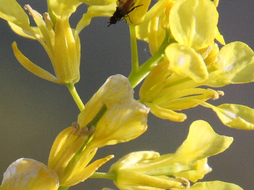 IMAGE: http://lh6.ggpht.com/ncwilde43/SB04QFL40wI/AAAAAAAAyjE/azAHfbD33G4/IMG_0127_COPY.JPG