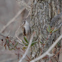 Brown creeper