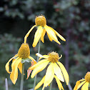 Cutleaf Coneflower