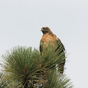 Red Tailed Hawk