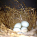 House Finch
