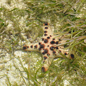 Horned Sea Star