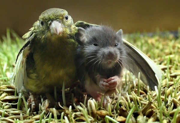 [birdmouse[3].jpg]