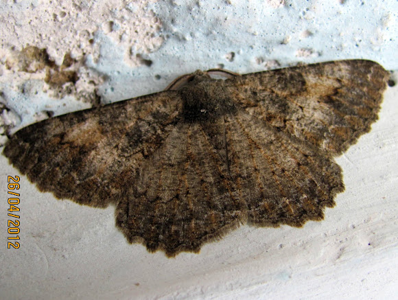 Spotting Image 1