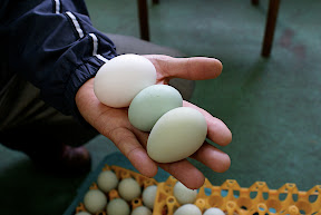 緑色の卵が「インカの卵」