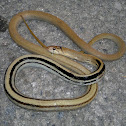 Copper-headed racer