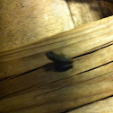 American Green tree frog