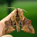 Blinded sphinx