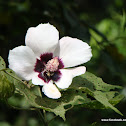 Maple-Leaved Mallow
