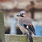 Eurasian Jay