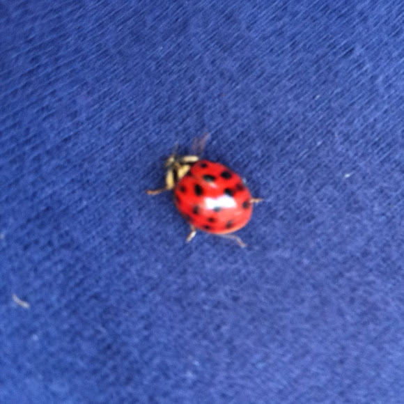 Spotting Image 1