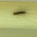 House Centipede