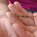 Northern walkingstick (male)