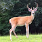 White tail Deer- buck