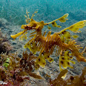 Leafy Sea Dragon
