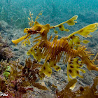 Leafy Sea Dragon