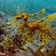 Leafy Sea Dragon