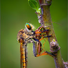 Robber Fly