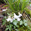 Slender Toothwort