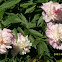 Garden Peony / Bujorul de gradina