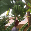 Banana tree