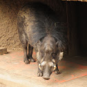 Visayan warty pig