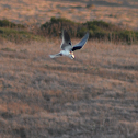 White-Tailed Kite