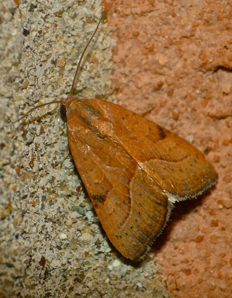 Spotting Image 1