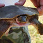Spiny Softshell Turtle