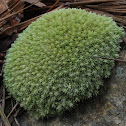 White Cushion Moss