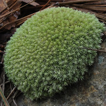 Moss & Moss Allies of Southeast USA