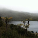 Frailejón